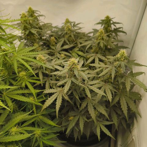 HulkBerry Auto growlog timeline photo