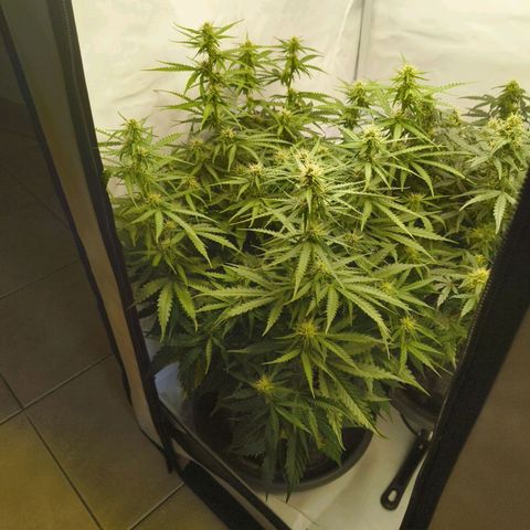 Purple Queen Auto growlog timeline photo