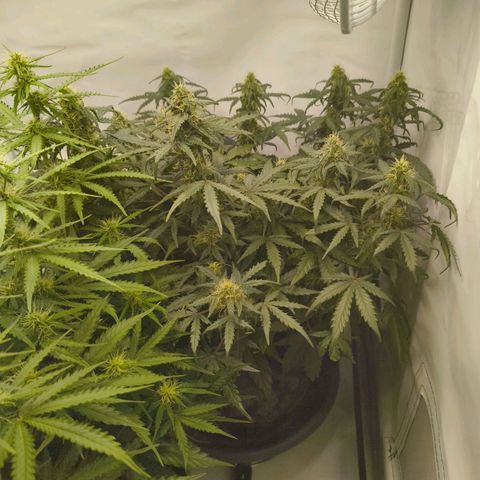 HulkBerry Auto growlog timeline photo