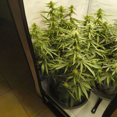 Purple Queen Auto growlog timeline photo