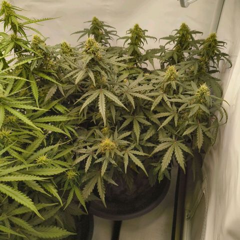 HulkBerry Auto growlog timeline photo