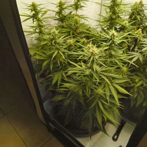 Purple Queen Auto growlog timeline photo