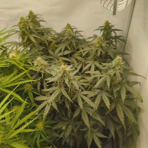 HulkBerry Auto growlog timeline photo