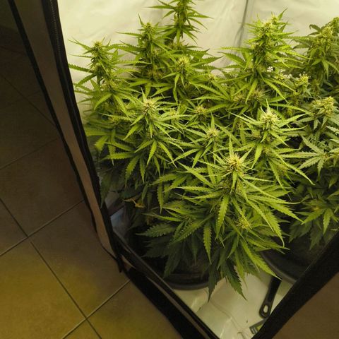 Purple Queen Auto growlog timeline photo