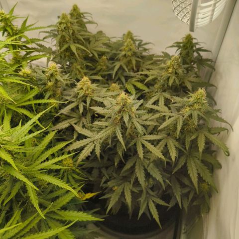 HulkBerry Auto growlog timeline photo