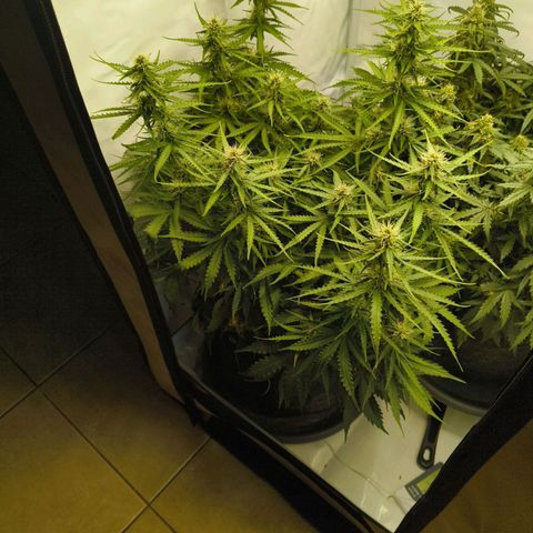 Purple Queen Auto growlog timeline photo