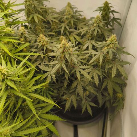 HulkBerry Auto growlog timeline photo