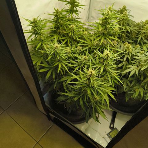 Purple Queen Auto growlog timeline photo