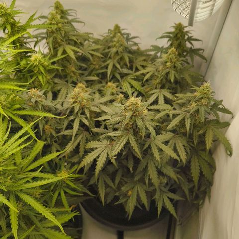 HulkBerry Auto growlog timeline photo