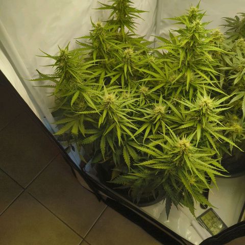 Purple Queen Auto growlog timeline photo