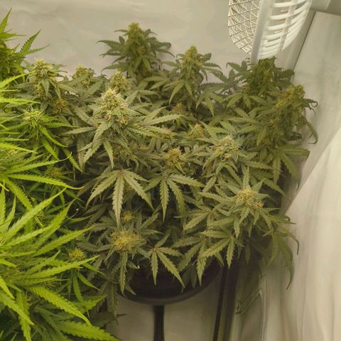 HulkBerry Auto growlog timeline photo