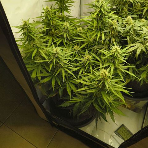 Purple Queen Auto growlog timeline photo
