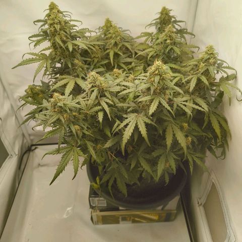 HulkBerry Auto growlog timeline photo