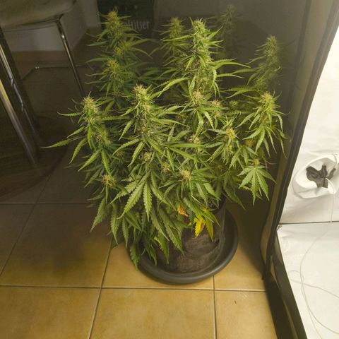 Purple Queen Auto growlog timeline photo