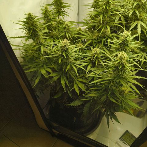 Purple Queen Auto growlog timeline photo