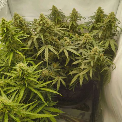HulkBerry Auto growlog timeline photo