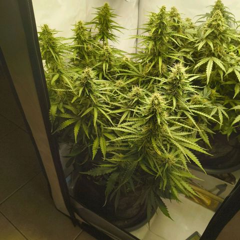 Purple Queen Auto growlog timeline photo