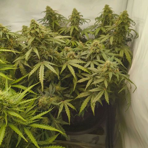 HulkBerry Auto growlog timeline photo