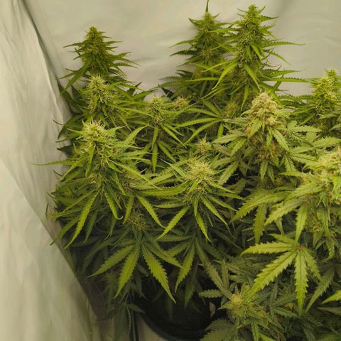 Purple Queen Auto growlog timeline photo
