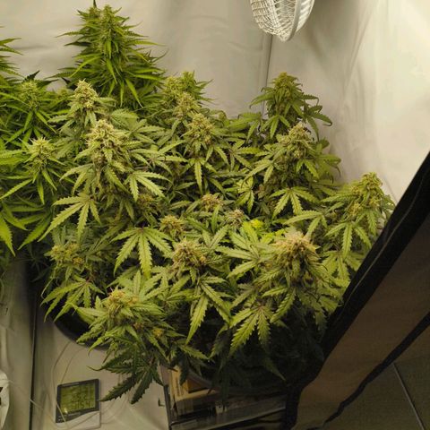 HulkBerry Auto growlog timeline photo