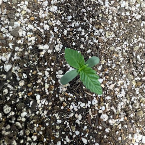 Banana Kush growlog timeline photo