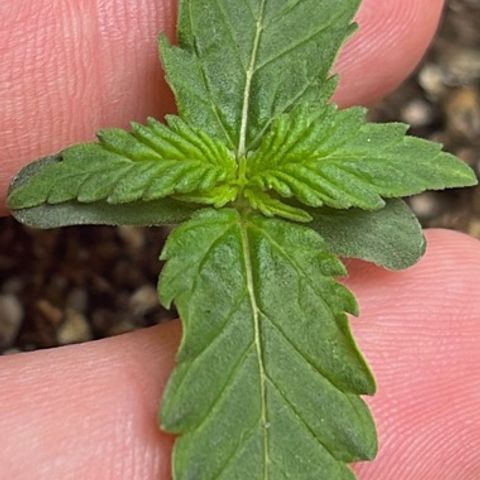 Banana Kush growlog timeline photo