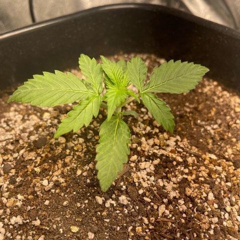 Banana Kush growlog timeline photo