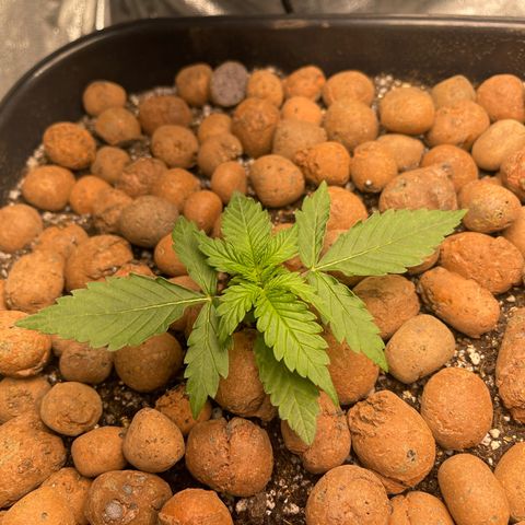 Banana Kush growlog photo: Adicionado mais terra e tambem argila no solo