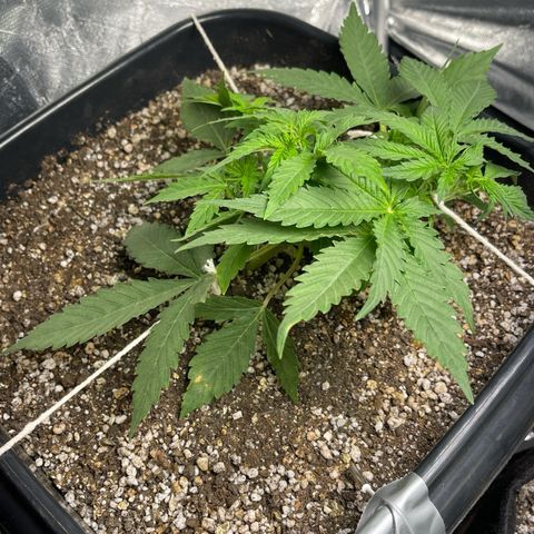 Banana Kush growlog timeline photo