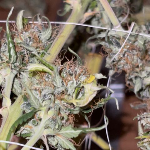 Banana Kush growlog timeline photo