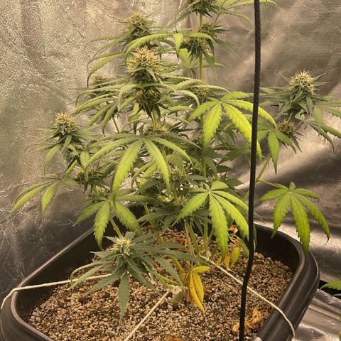 Banana Kush growlog timeline photo
