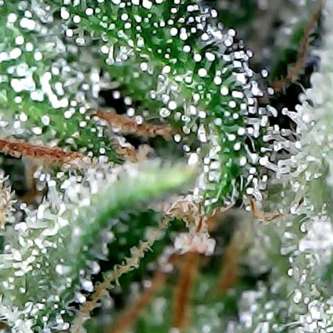 Banana Kush growlog timeline photo