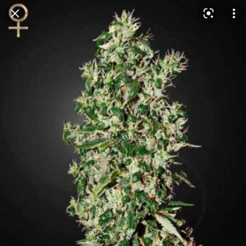 Hawaian snow growlog timeline photo