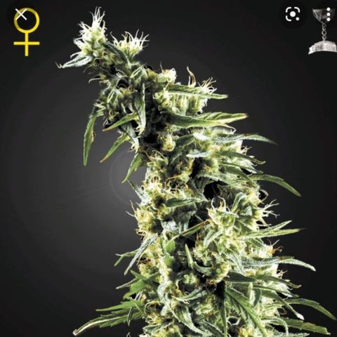 Hawaian snow growlog timeline photo
