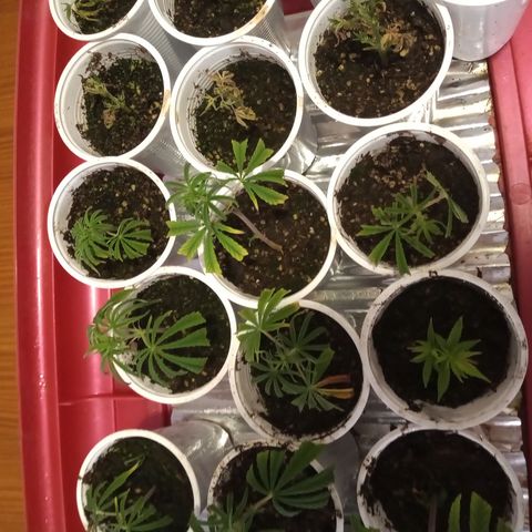 Hawaian snow growlog timeline photo