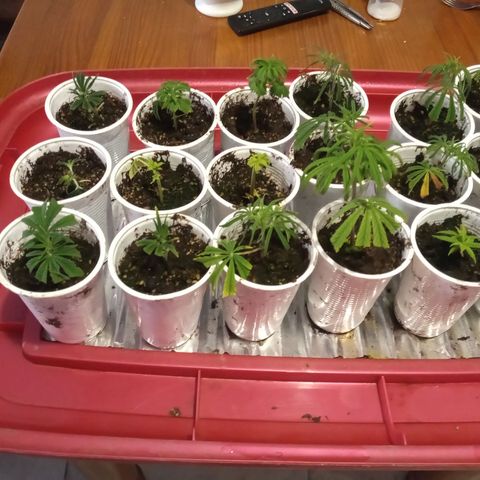 Hawaian snow growlog timeline photo