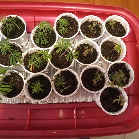 Hawaian snow growlog timeline photo