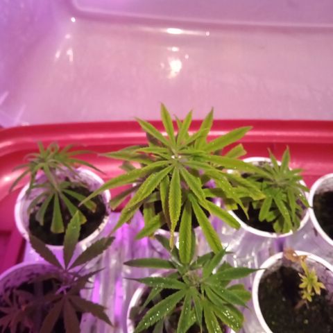 Hawaian snow growlog timeline photo
