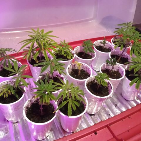 Hawaian snow growlog timeline photo