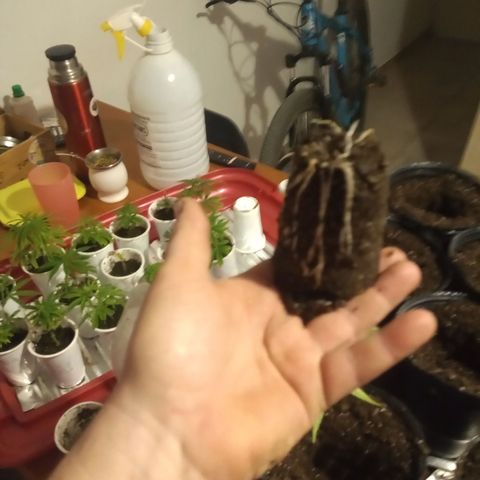 Hawaian snow growlog timeline photo