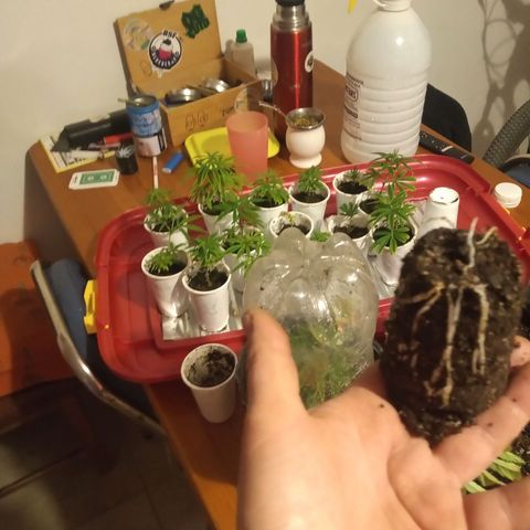 Hawaian snow growlog timeline photo