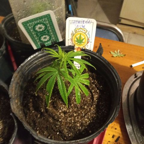 Hawaian snow growlog timeline photo