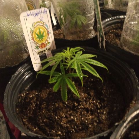 Hawaian snow growlog timeline photo