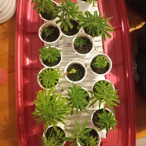 Hawaian snow growlog timeline photo