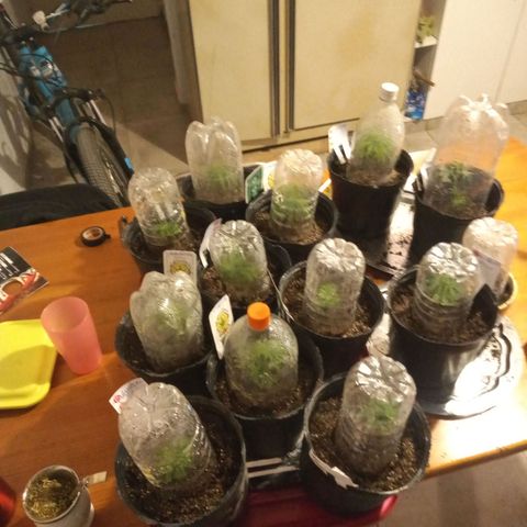 Hawaian snow growlog timeline photo