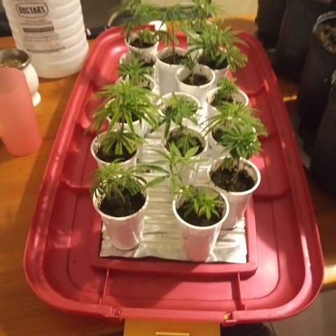Hawaian snow growlog timeline photo