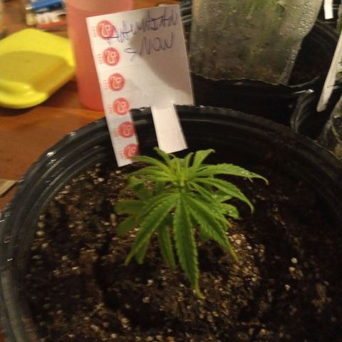 Hawaian snow growlog timeline photo