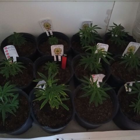 Hawaian snow growlog timeline photo