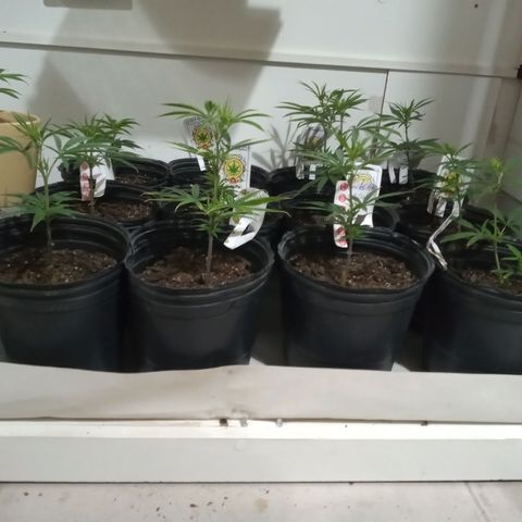 Hawaian snow growlog timeline photo