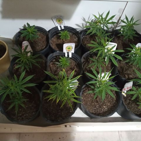 Hawaian snow growlog timeline photo